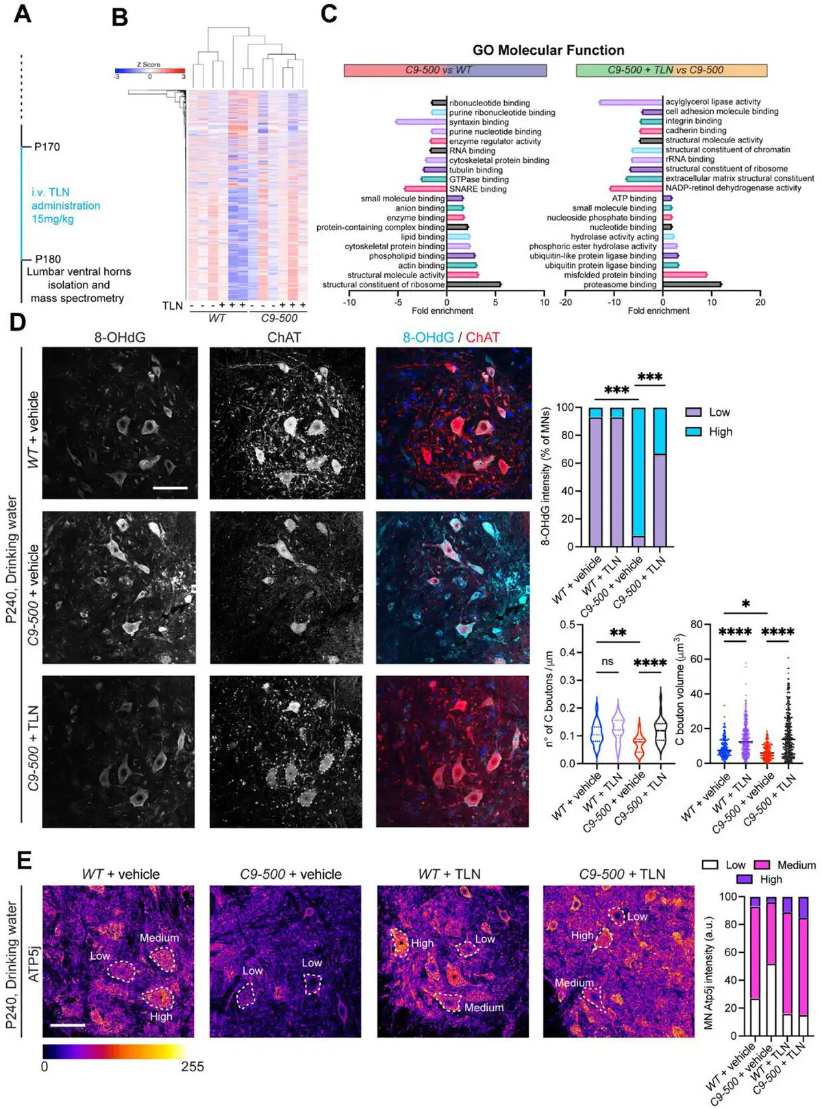 Innovative GM1 Delivery Overcomes Blood-Brain Barrier for ALS Therapy